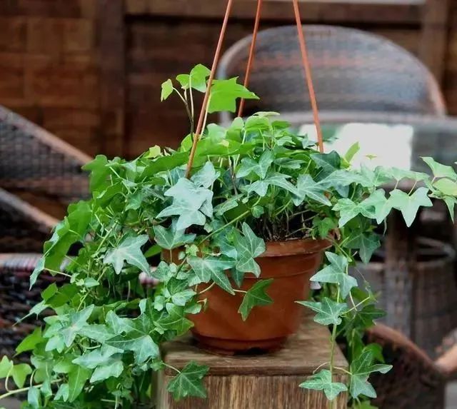 除甲醛最好的花是什么品种,房间养什么花可以除甲醛味