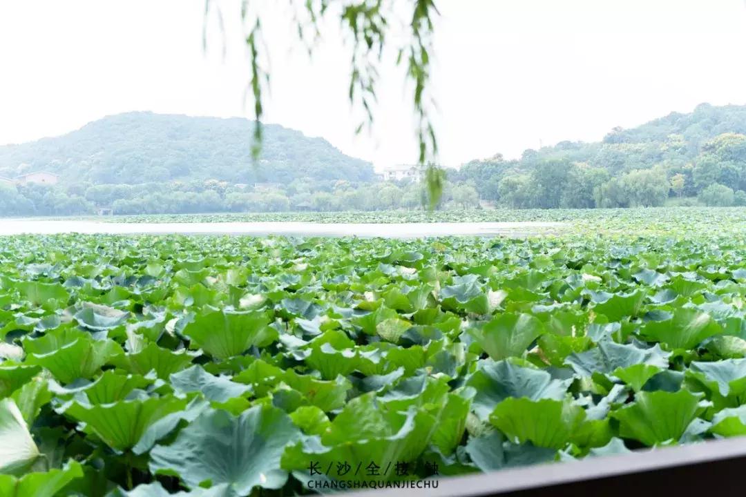 长沙最青春公交，串联6所大学的记忆