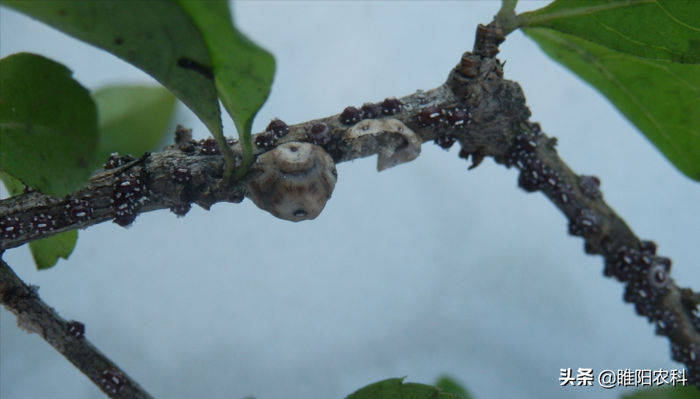 介壳虫用什么药可以彻底的消灭,怎么才能彻底消灭介壳虫