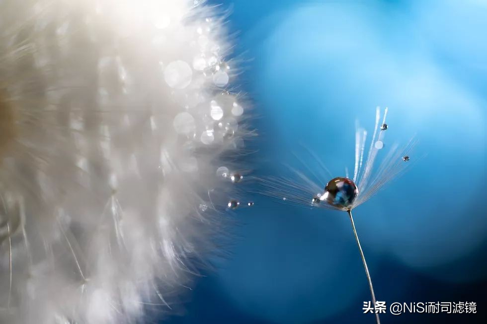 微距蚂蚁喝露水：曝轰动日本的摄影技能