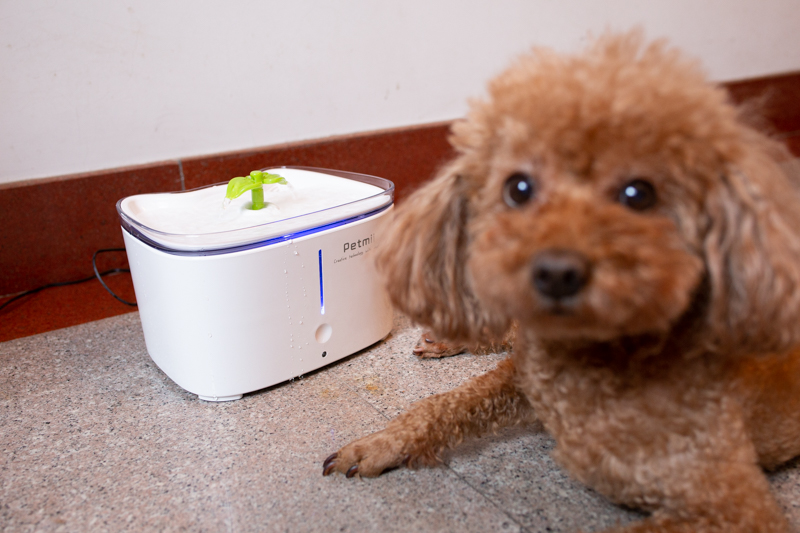 宠物智能恒温饮水机很好用,宠物饮水机哪款最好用