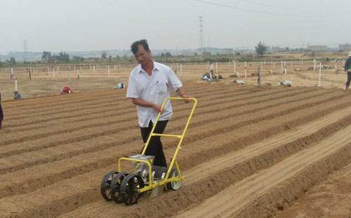 萝卜最佳种植季节,现在种植水果萝卜的方法