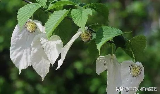 中国珍稀濒危植物保护名录,十大珍稀植物排行榜