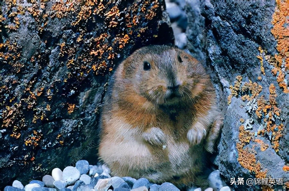 2022年中考英语试卷锦州,2020年锦州英语中考模拟