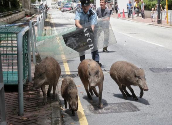 防火防盗防“港独”！斩“独”必须除根，一旦姑息必随时卷土重来