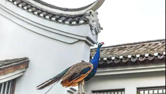 广西阳朔又一顶奢酒店,潺潺流水,久违的隔世风景,美得像一个梦