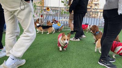 狗狗相亲大会30只柯基,柯基找对象要找有经验的大狗吗