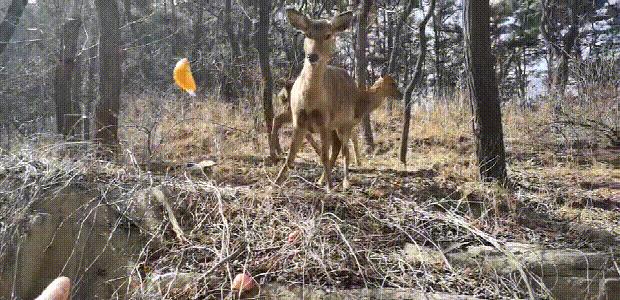 上山途中偶遇迷路野生小鹿,陕西一男子偶遇两只野生小鹿
