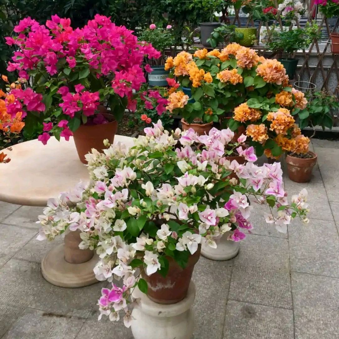 这“38种花”，当你开始收集品种时，你已入坑颇深