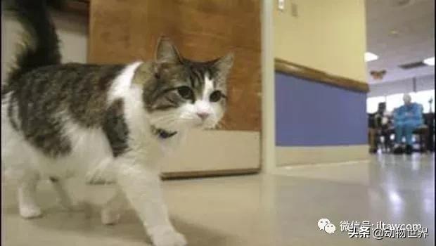 世界各国的著名动物,美国最著名的动物