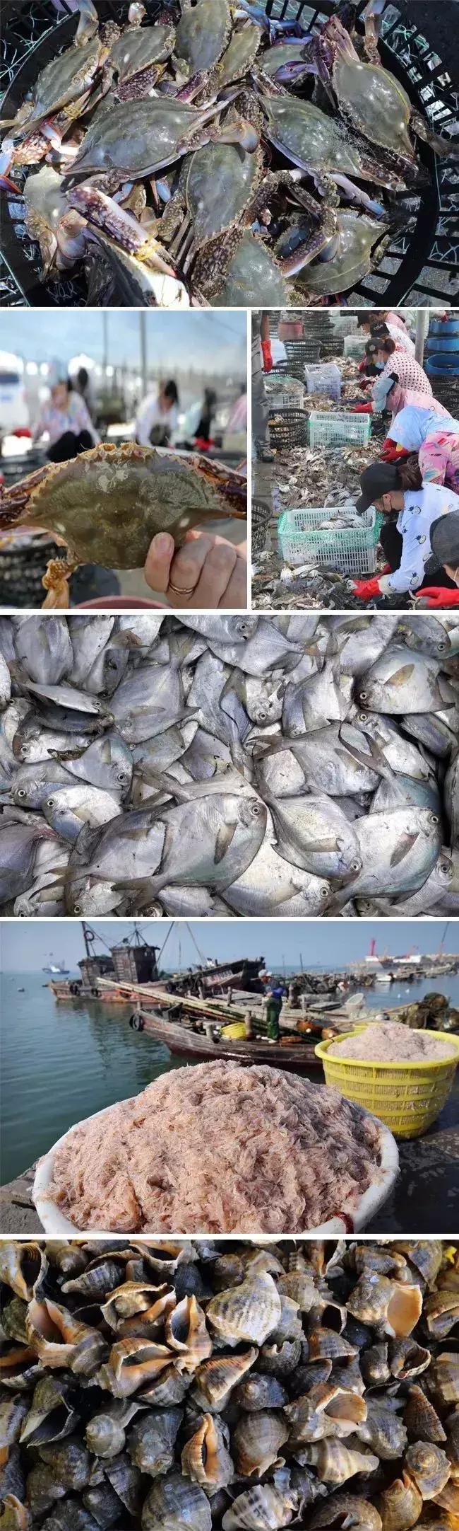 欢迎来连云港吃海鲜,连云港哪里吃海鲜便宜又实惠贴吧