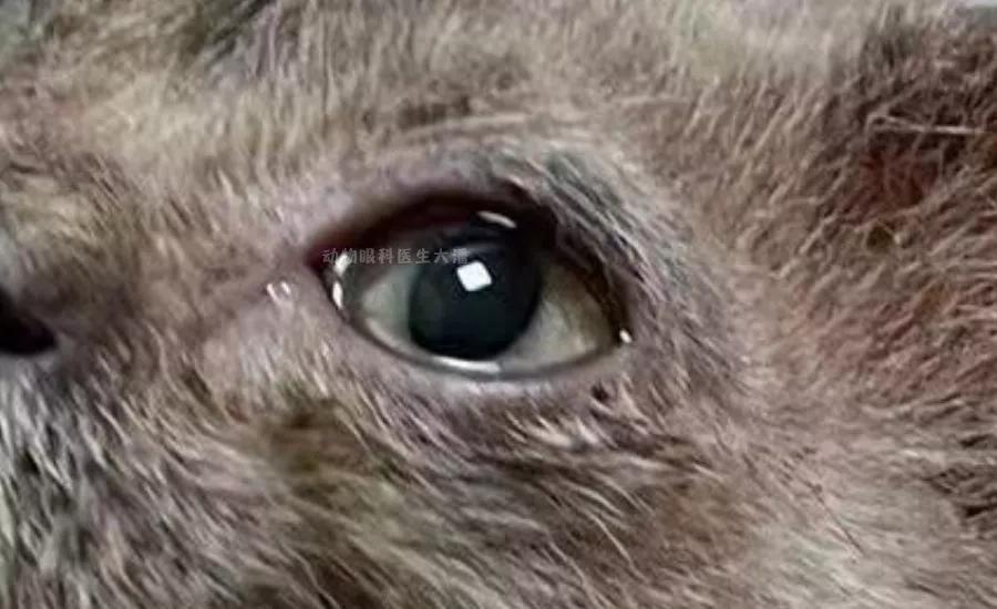 猫鼻支、猫感冒、流泪、打喷嚏、眼睛红肿,猫疱疹病毒的治疗