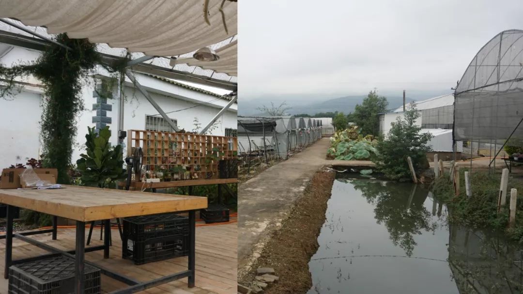 多肉基地批发生石花直播,多肉生石花直播销量第一名