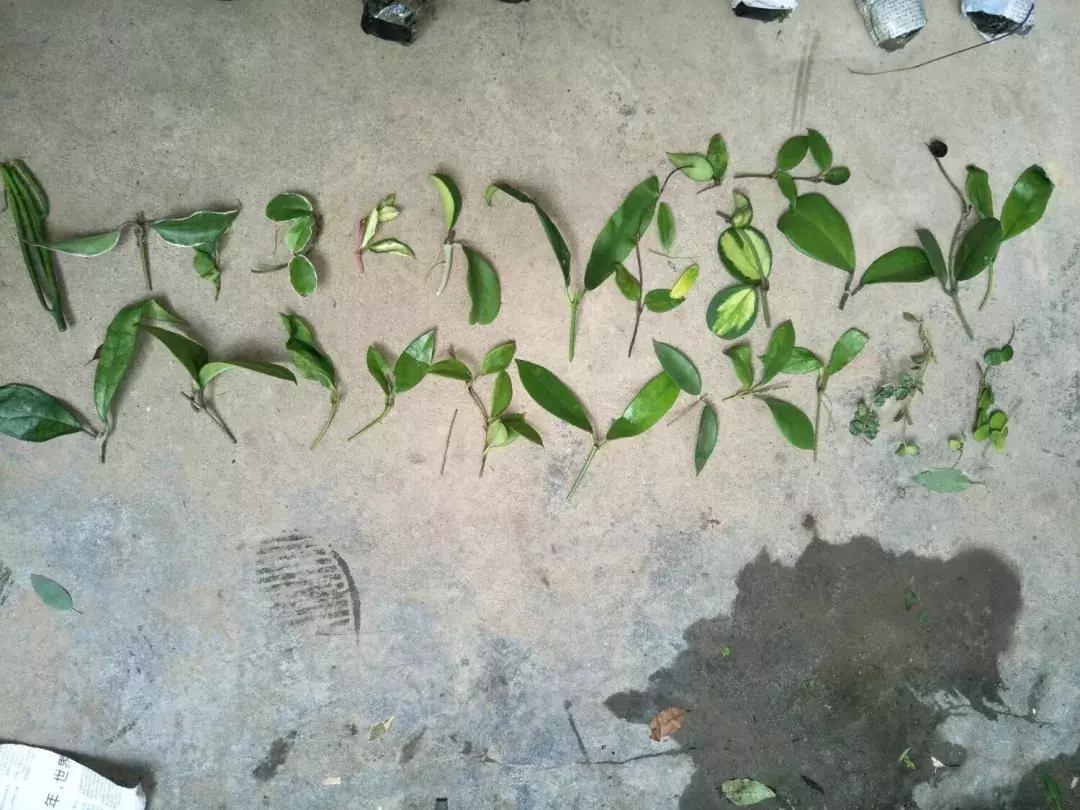 这6种花给点水就爆盆懒人必备,插枝最好养的四种花