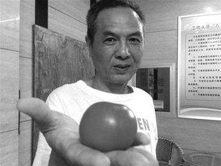 西红柿放半个多月不坏什么原因,西红柿如何长得快