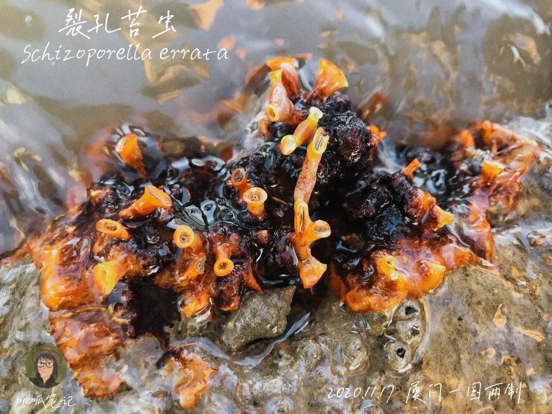 鼓浪屿赶海抓虫,鼓浪屿赶海佛手螺