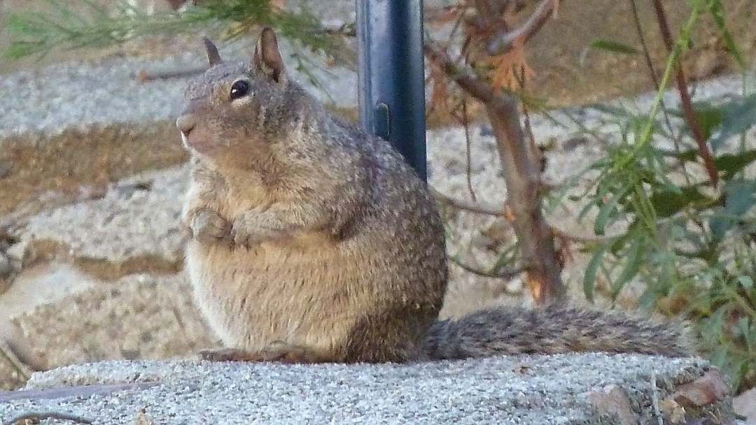 大尾巴的松鼠故事教案,大尾巴松鼠小尾巴兔故事体会