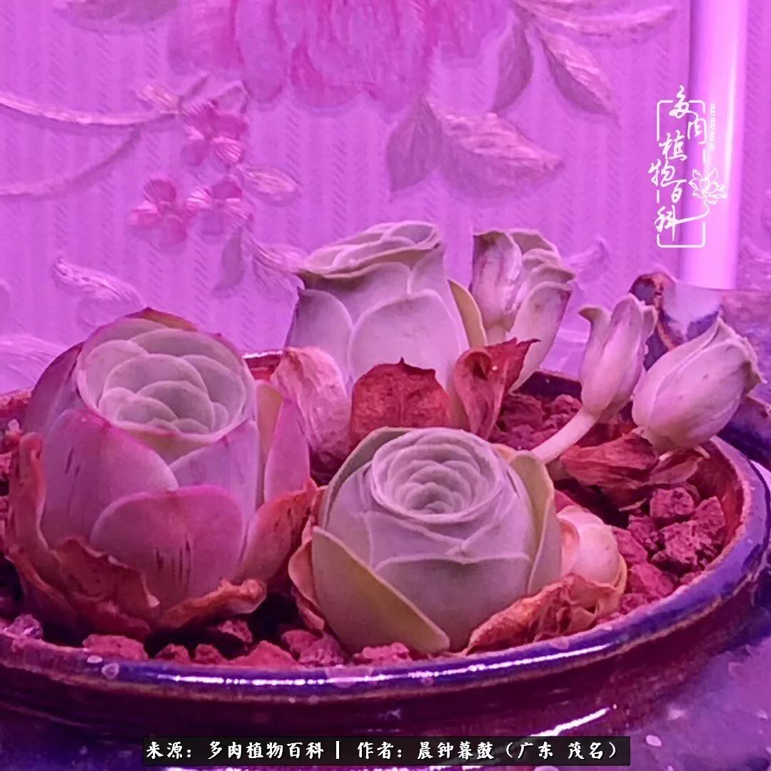 轻轻地告诉你，我的多肉也曾美过，不信你看看