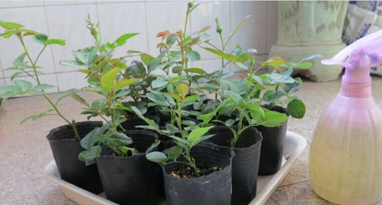 月季水浇多了黄叶了咋办,月季水浇多了嫩芽打蔫怎么办