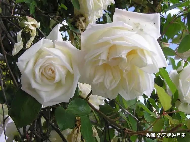 怦然心动的万人迷月季，原来从它而来（二）