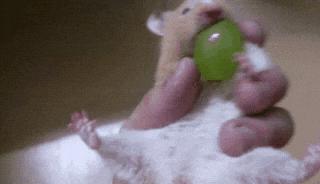 搞笑gif惊讶原来渣猫长这个样子,搞笑gif段子最后这只猫也太萌了吧