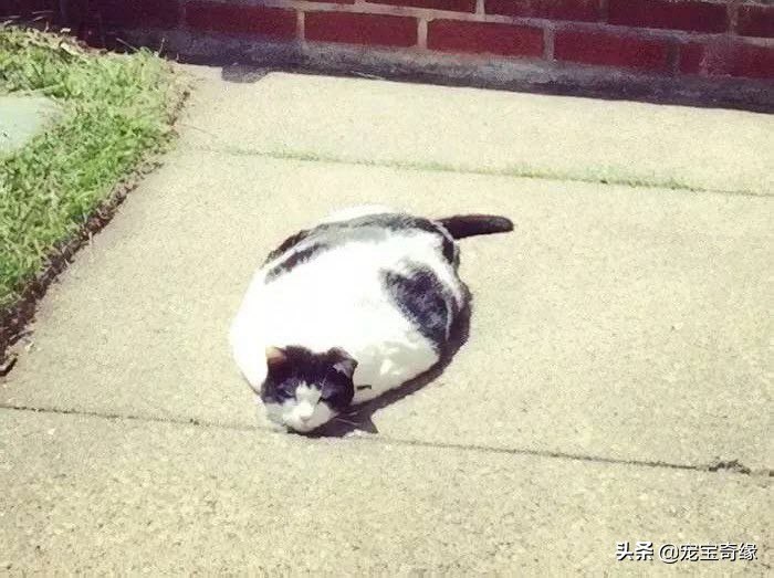 猫是液体动物还是软体动物,猫是液体做的动物