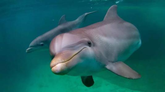 世界上最聪明的动物之一章鱼,世界上最聪明的黑猩猩宠物