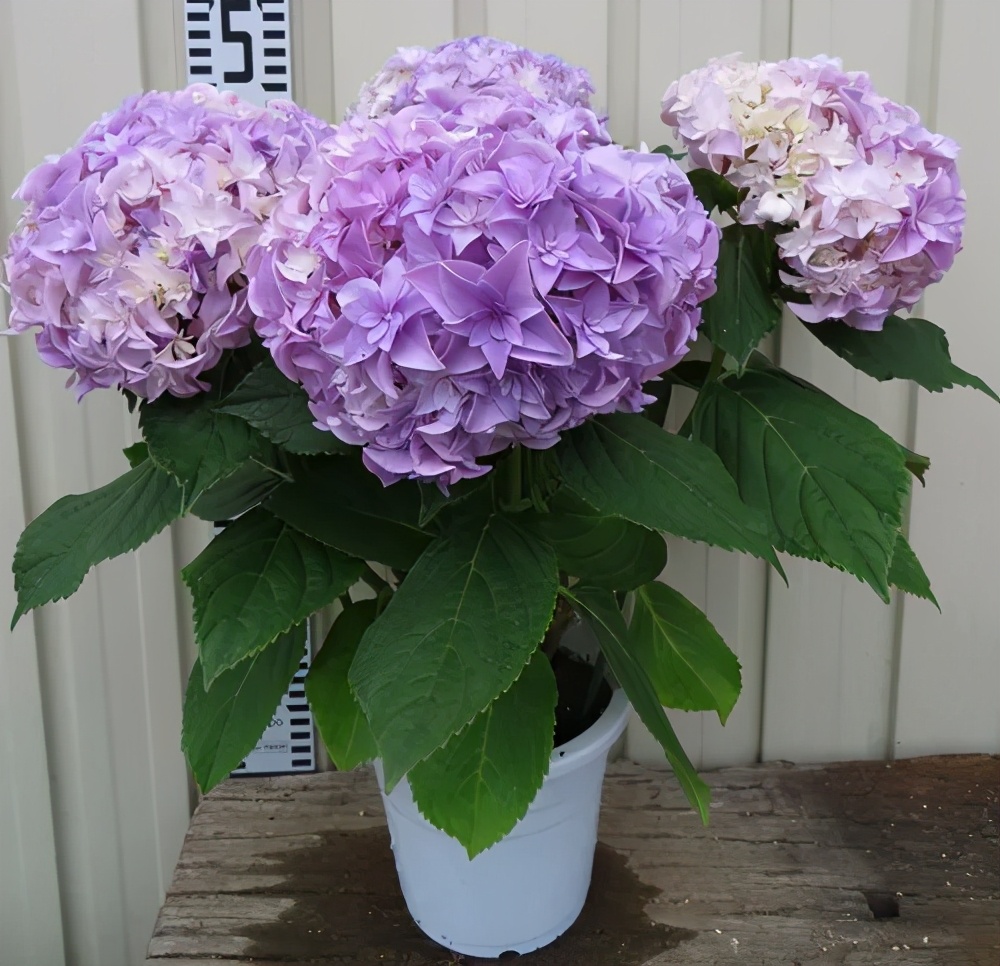 春季绣球叶子发皱怎么回事,夏季绣球老叶子都干枯怎么处理