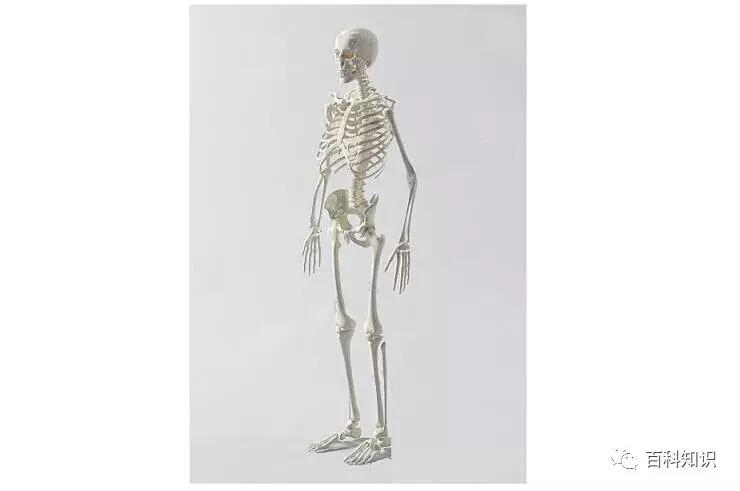 骨质疏松问题大吗,骨质疏松症的意义