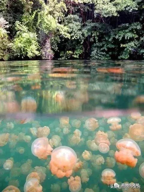 帕劳是哪个国家,帕劳群岛是哪个国家