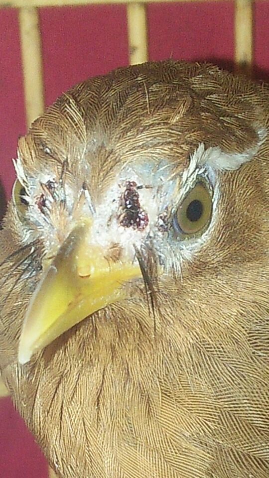 画眉鸟打架受伤怎么办,画眉鸟打斗受伤怎么处理