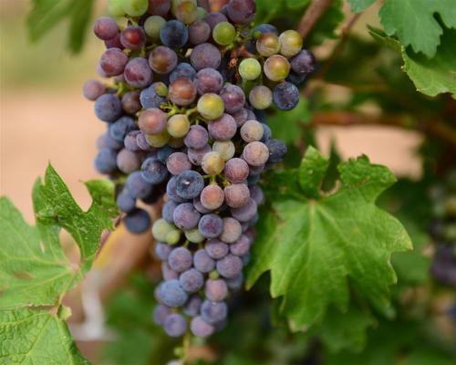 在家酿葡萄酒要煮吗,酿葡萄酒用白糖可以吗