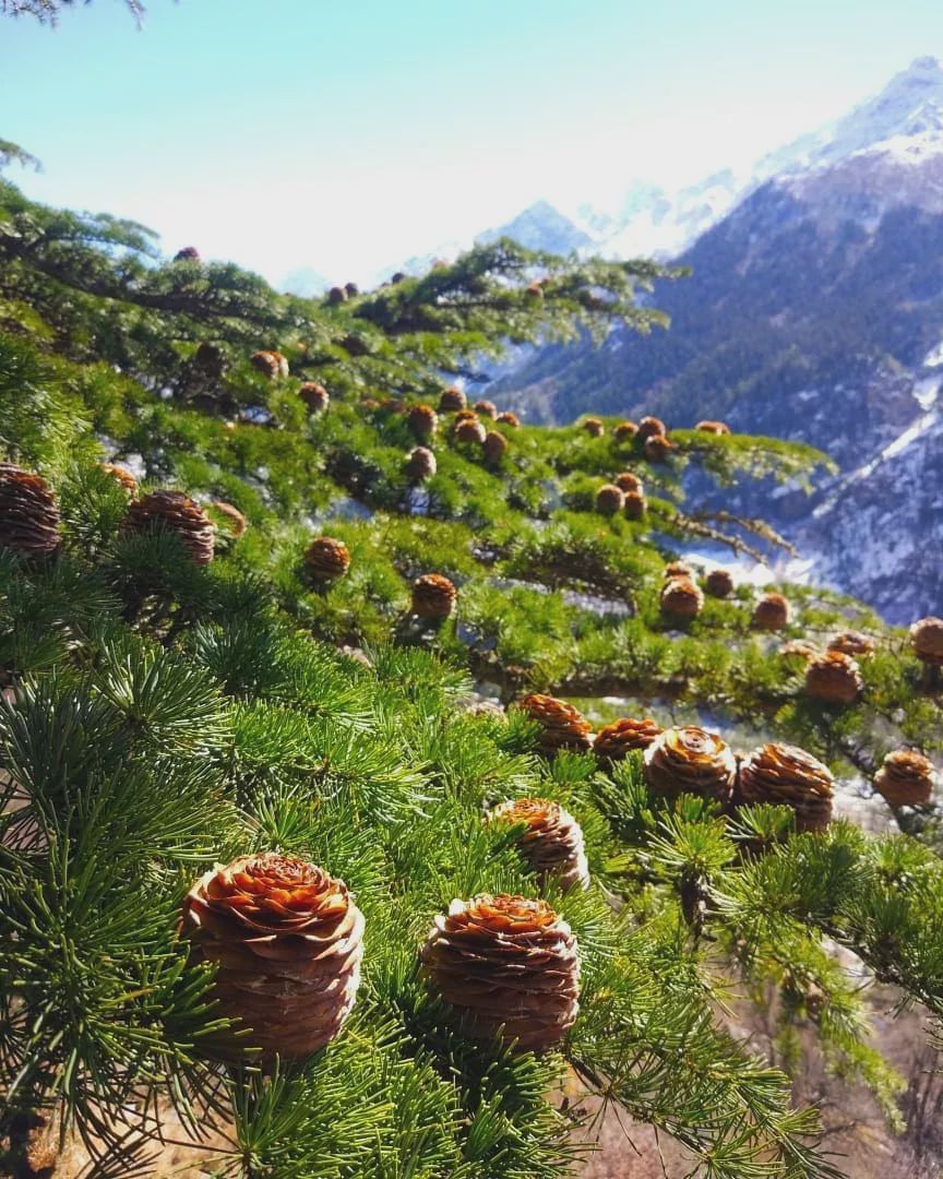 花生腰果哪个好,腰果巴旦木坚果