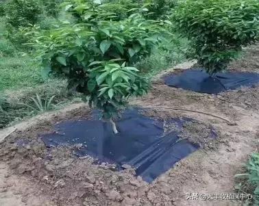 怎么除草又快又省力,除草用什么方法最省钱