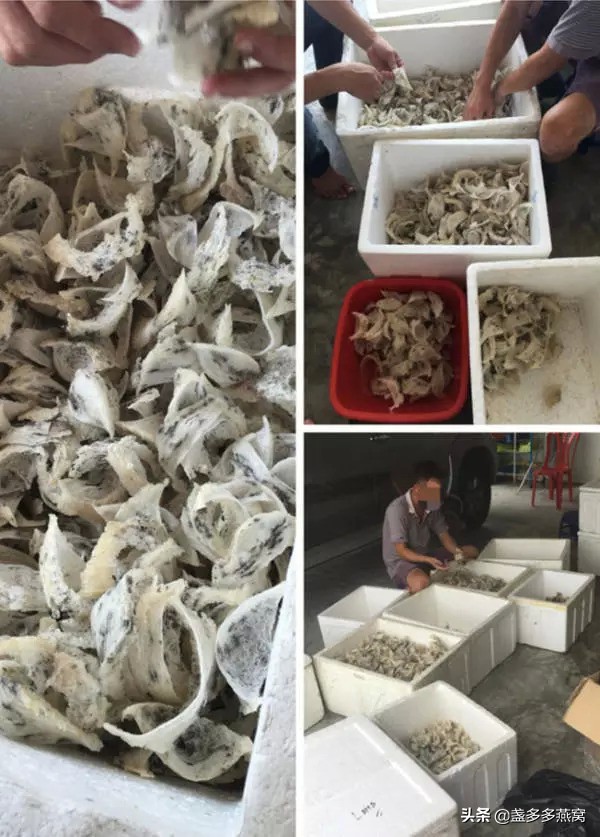 燕窝专业知识之燕窝的商品规格,燕窝知识科普燕窝是什么味道