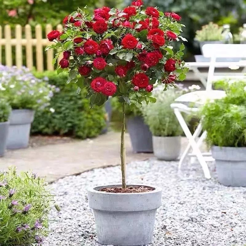 养花公认最美4种花满屋飘香,公认最好养的五种花