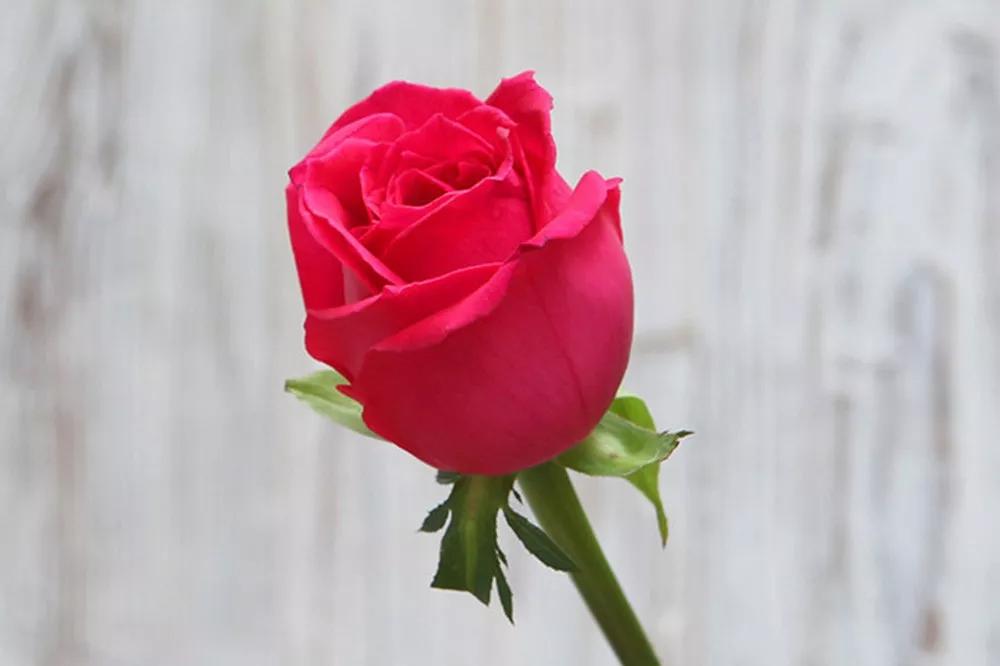 一篇文章带你认识三亚40种花,鲜花图鉴一次性认识30种玫瑰花