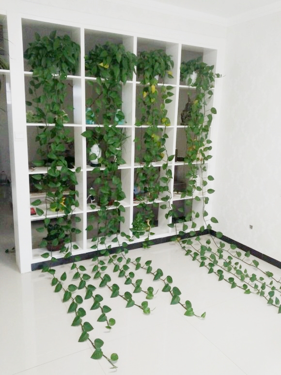 绿萝怎么养才能更旺盛叶子都黄了,室内放多少盆绿萝能净化空气