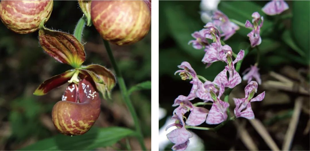 天价交易下历尽劫难的野生兰花，终于有了“护身符”