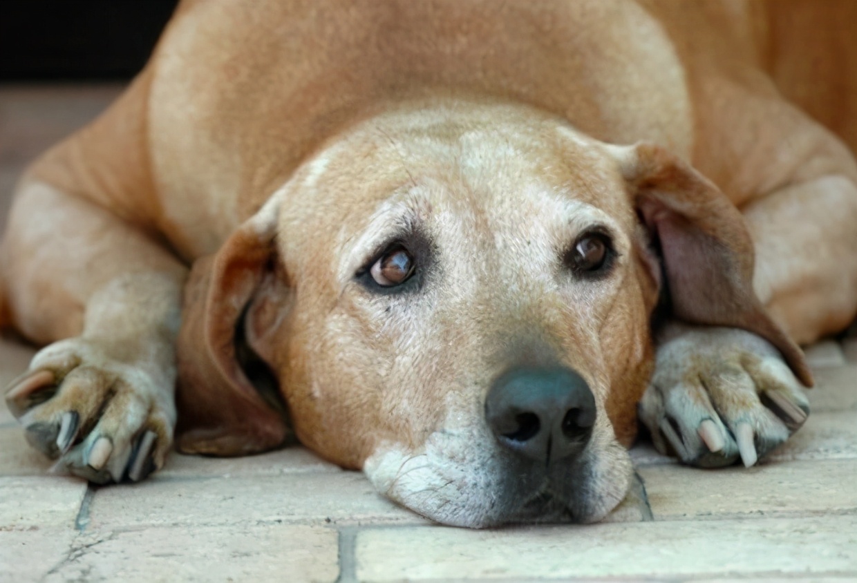 1分钟读懂狗狗的年龄,狗牙齿年龄对照表图解