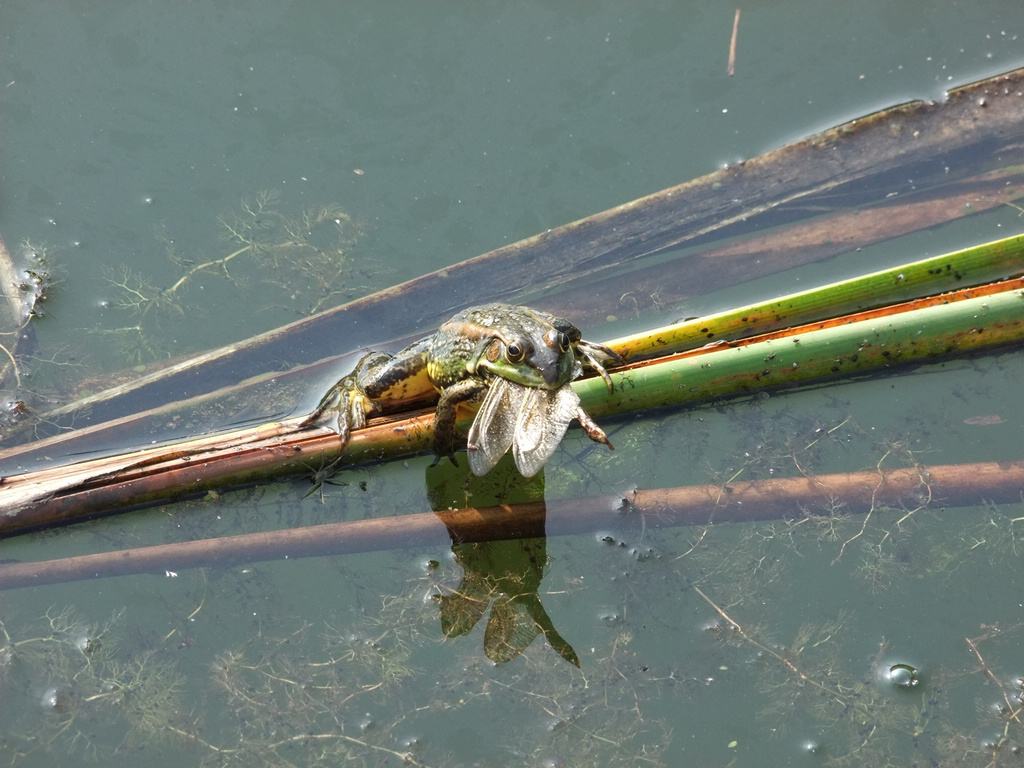 青蛙能捕捉多种害虫,青蛙是人类消灭害虫的好帮手