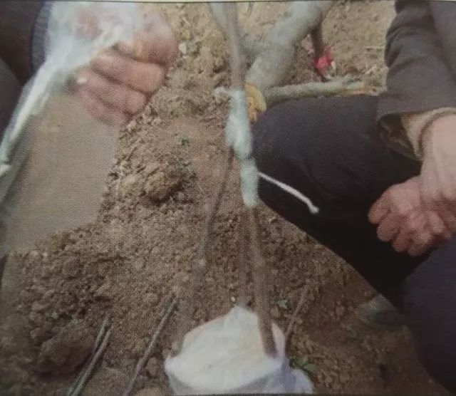 老龄苹果树改造有绝招,苹果树老树最新改造方案