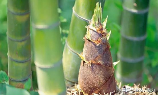 毛竹种植技术视频全集,毛竹丰产栽培技术课件