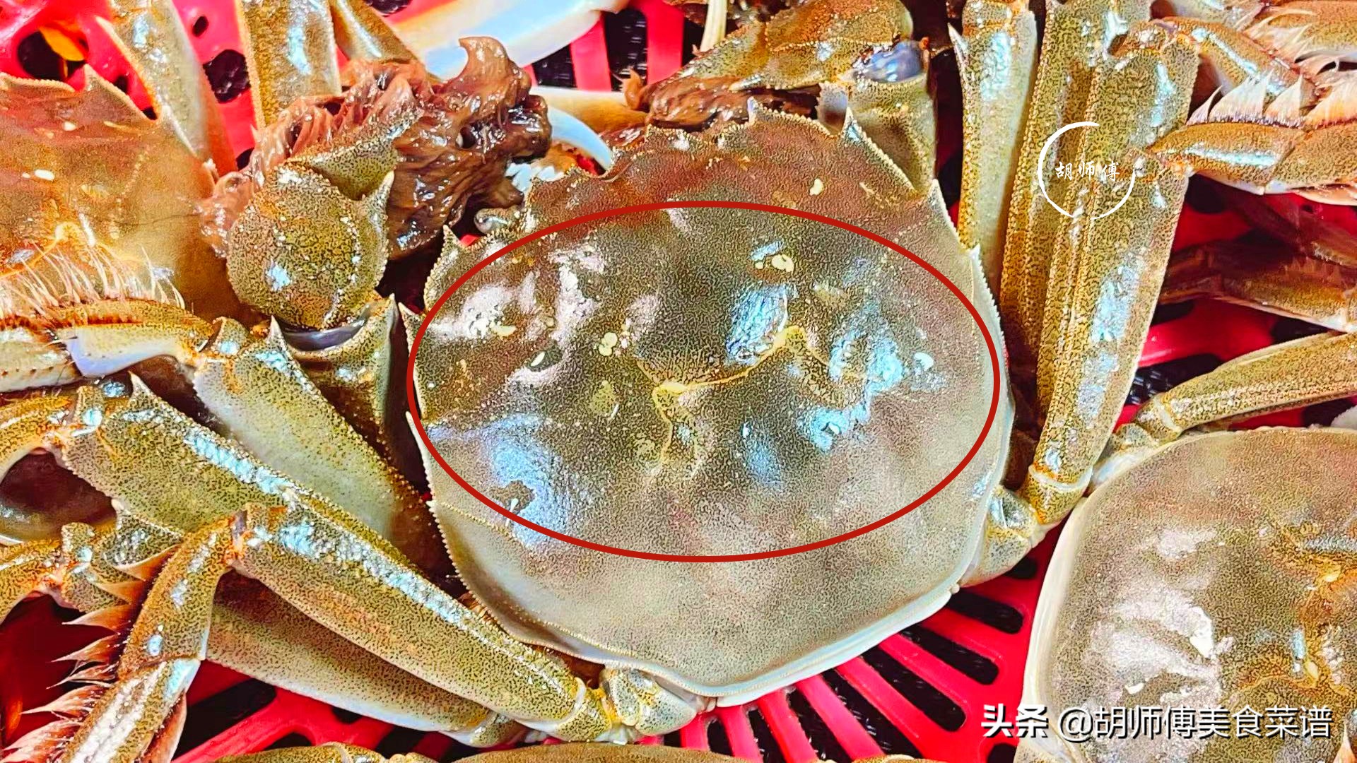 买螃蟹挑选什么样的最好,怎么挑选螃蟹青壳