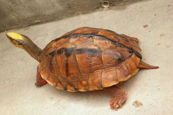 金钱龟跟石金钱的区别图片,越南石金钱龟是真正的金钱龟吗