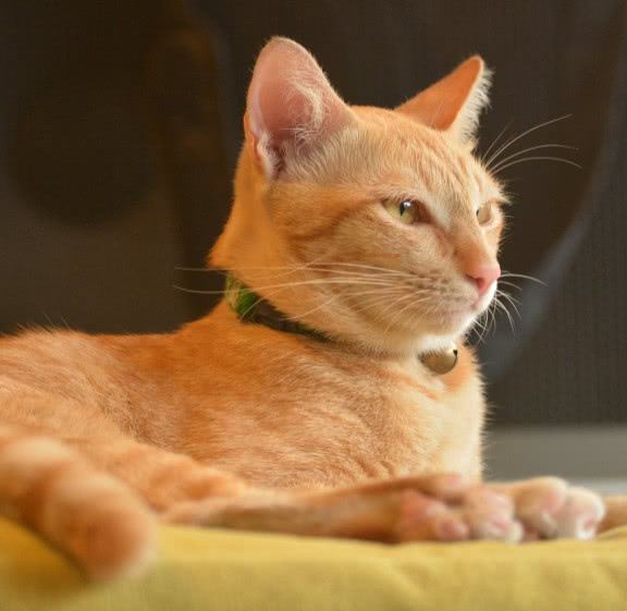 猫咪肉垫护理方法,猫咪的肉垫可以萌到什么程度