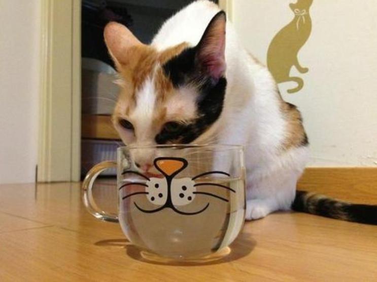 猫咪清凉一夏剃毛视频,夏季猫咪养护方法有哪些