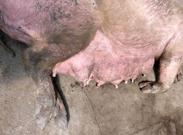 猪舍温度高猪怎么还感冒,气温骤降猪易得什么病