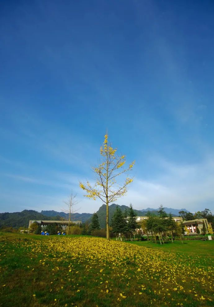 成都东软学院青城山下,东软青城山校区