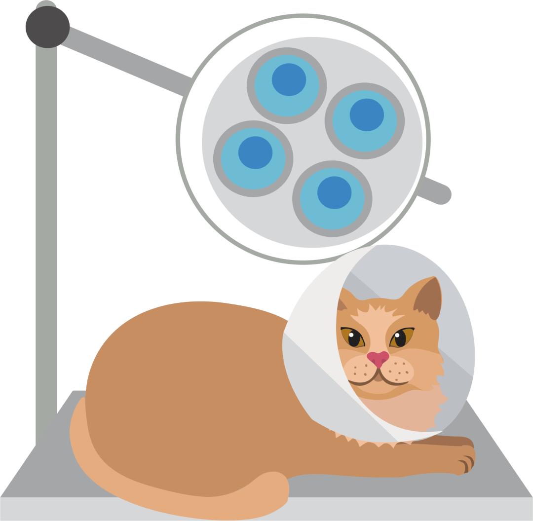 给猫绝育是最大的谎言,看完再决定要不要给猫绝育